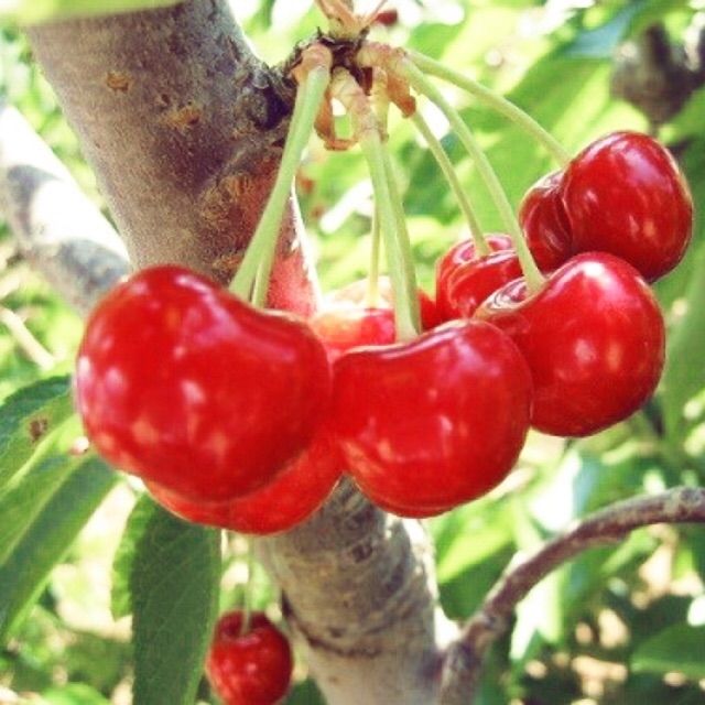 Hạt Giống Anh Đào (Cherry) (5 Hạt) Đến Mùa Trồng Tết