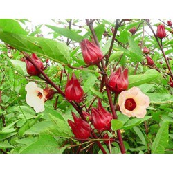 Hạt giống Hoa Atiso Đỏ - Cây Giấm - MH352