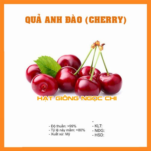 Hạt Giống Quả Anh Đào (Cherry) - 10H - Hạt Giống Ngọc Chi