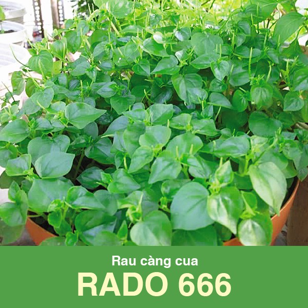 Hạt giống Rau Càng Cua RADO 666 (Vườn Sài Gòn - Vuon Sai Gon)