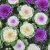 02 gói Hạt giống Hoa Bắp Cải Mix – Bắp Cải Cảnh nhiều màu VTP87