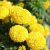 Bộ 1 gói Hạt giống hoa cúc vạn thọ mỹ lùn vàng siêu hoa- 30 hạt