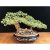 Cây tài lộc bonsai phong thủy đá peridot – Cao 30 cm
