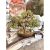 Cây Tài Lộc bonsai phong thủy đá peridot xanh – Cao 40 cm