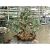 Cây Tài Lộc bonsai phong thủy đá thạch anh dâu tây xanh – Cao 40 cm