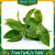 [Chỉ Giao HCM] – Đọt trà xanh – gói 300gr – Lá trà tươi xanh, tốt cho sức khỏe