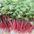 Hạt giống Rau mầm Củ cải đỏ Titapha – Nảy mầm cao